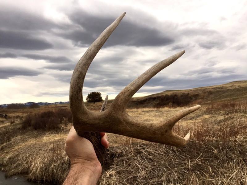 2015 Spring In Montana