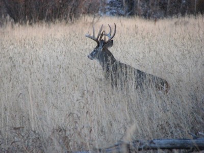 Whitetail, Mule Deer, and Antelope Photos