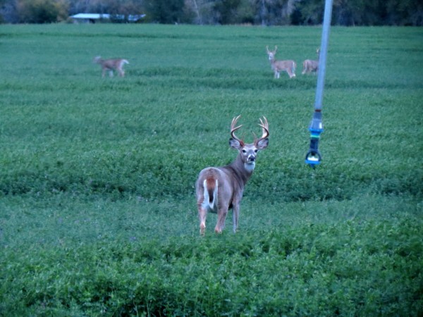 Whitetail, Mule Deer, and Antelope Photos