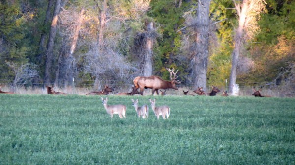 Whitetail, Mule Deer, and Antelope Photos