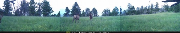 Elk Property Trail Cam In August