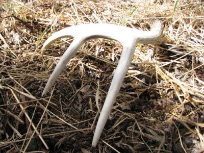 2011 Shed Hunting