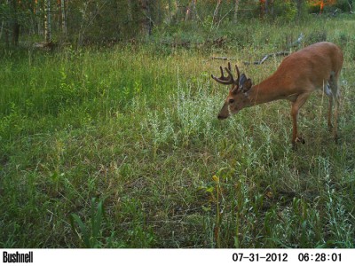 2012 Pre Season Trail Camera