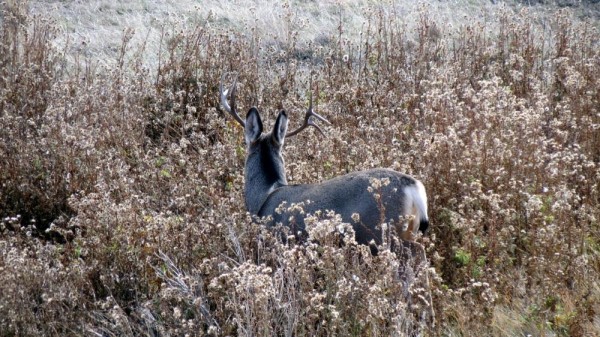 Whitetail, Mule Deer, and Antelope Photos