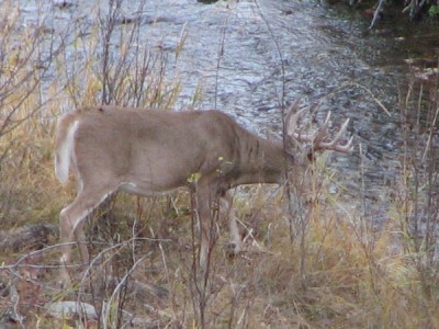 Whitetail, Mule Deer, and Antelope Photos