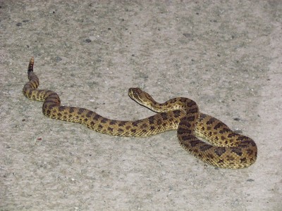 2013 Rattle Snake