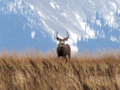 Whitetail, Mule Deer, and Antelope Photos