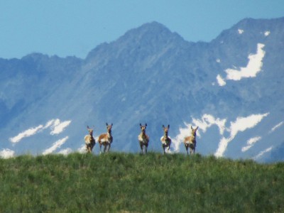 2013 Montana Antelope Hunting