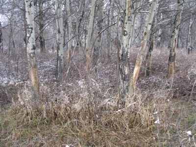 Deer Sign, & River Bottom Photos