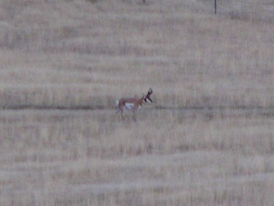 Whitetail, Mule Deer, and Antelope Photos