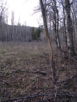 Deer Sign, & River Bottom Photos