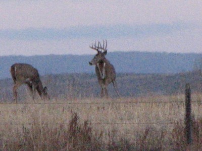 Whitetail, Mule Deer, and Antelope Photos