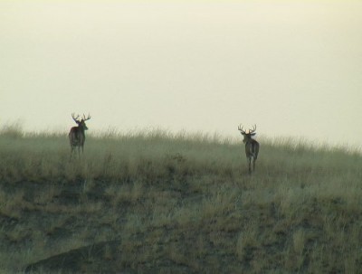 Whitetail, Mule Deer, and Antelope Photos