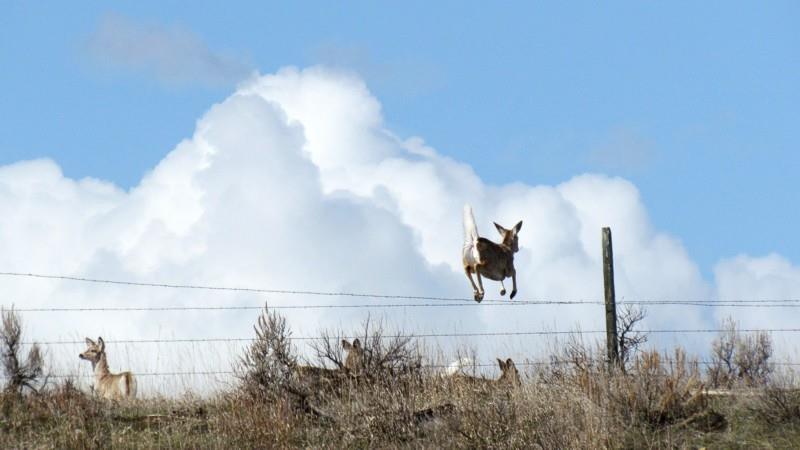 2015 Spring In Montana