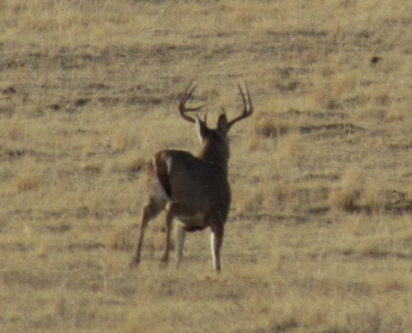 Montana Whitetails Trophy Deer Hunting Trips