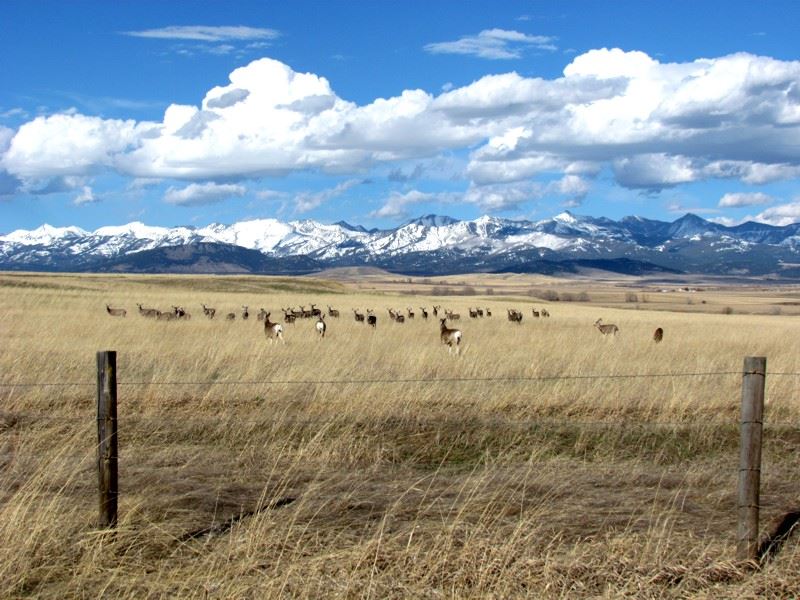 2015 Spring In Montana