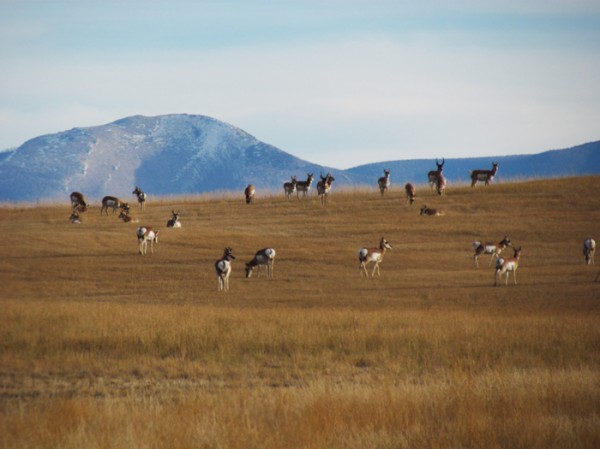 Antelope On The Hilltop