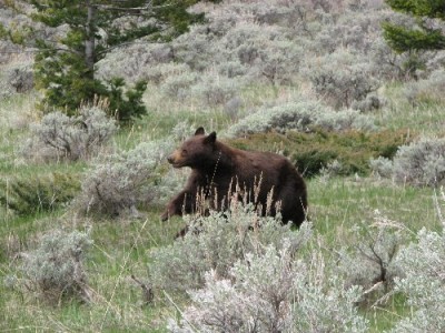 New Elk Hunting Leases