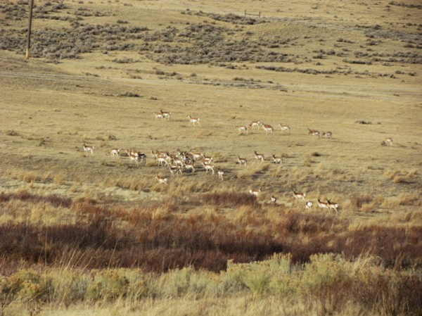 Antelope On One Of Our Ranches