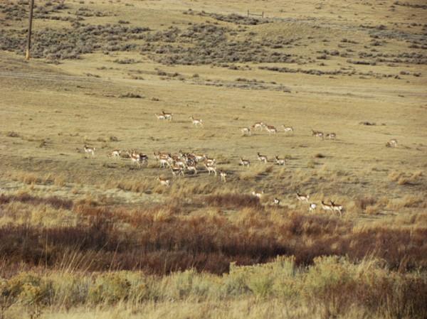 Whitetail, Mule Deer, and Antelope Photos