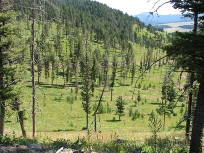 New Elk Hunting Leases