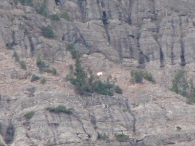 Yellowstone Mountain Goat