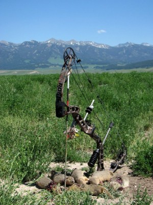 Archery Gopher Hunting