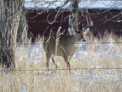 Whitetail, Mule Deer, and Antelope Photos