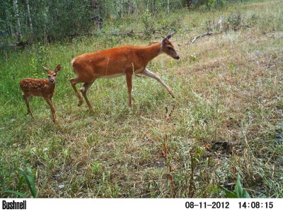 2012 Pre Season Trail Camera