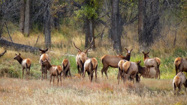 Whitetail, Mule Deer, and Antelope Photos