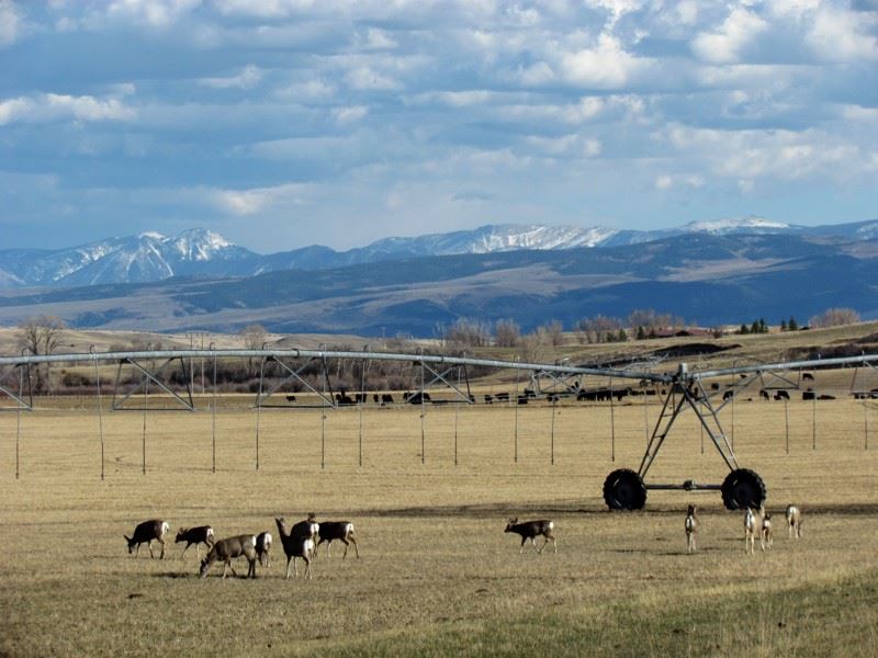 2015 Spring In Montana