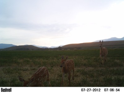 2012 Pre Season Trail Camera
