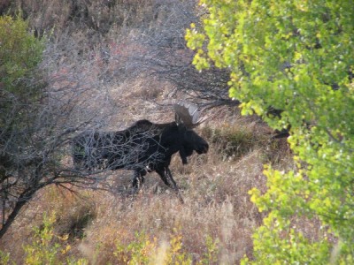 Whitetail, Mule Deer, and Antelope Photos