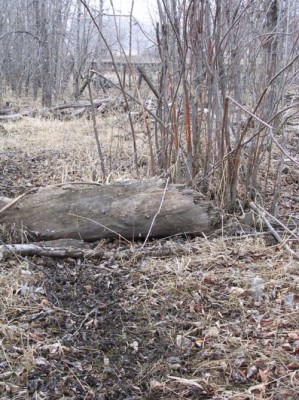 Deer Sign, & River Bottom Photos