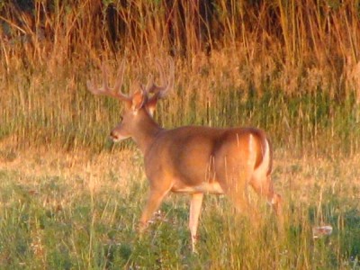 Whitetail, Mule Deer, and Antelope Photos