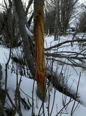 2011 Shed Hunting