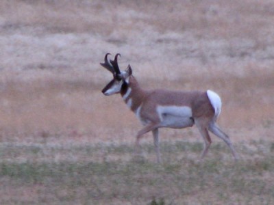 Whitetail, Mule Deer, and Antelope Photos