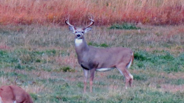 Whitetail, Mule Deer, and Antelope Photos