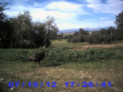 2012 Pre Season Trail Camera