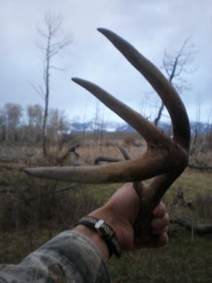 2011 Shed Hunting