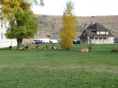 Yellowstone Park Photos