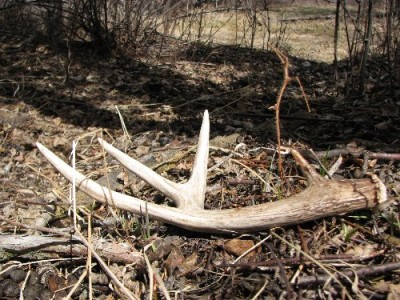 2011 Shed Hunting