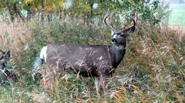 Whitetail, Mule Deer, and Antelope Photos