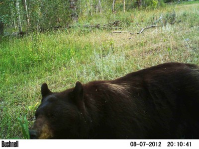 2012 Pre Season Trail Camera