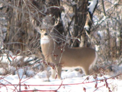 Whitetail, Mule Deer, and Antelope Photos