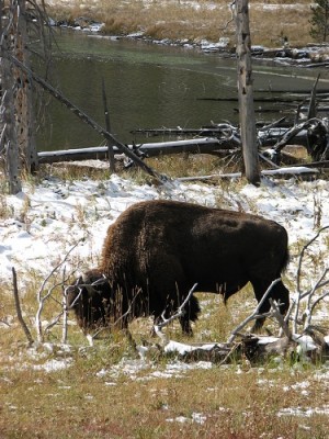 Yellowstone Park Photos