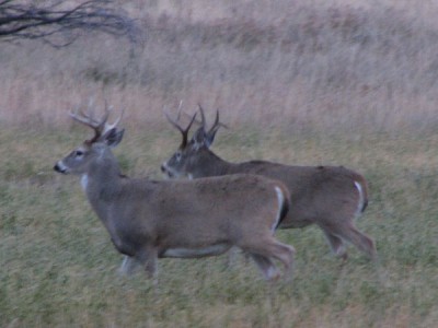 Whitetail, Mule Deer, and Antelope Photos