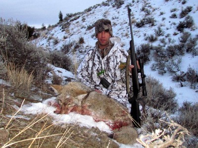 Montana Coyote Hunts