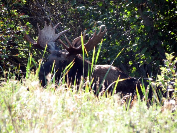 Whitetail, Mule Deer, and Antelope Photos