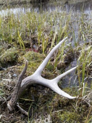 2011 Shed Hunting